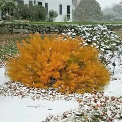 Amsonia Hubrichtii 21 Amsonia Hubrichtii -Verdelyn Sales x600 13170