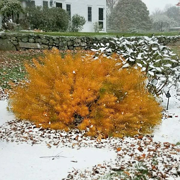 Amsonia Hubrichtii 11 Amsonia Hubrichtii - Image 11