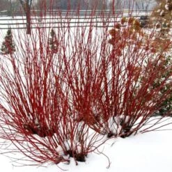 Cornus Stolonifera Arctic Fire® Red -Verdelyn Sales x600 13207