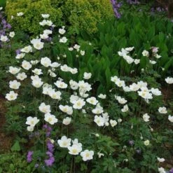 Anemone Sylvestris 6 Anemone Sylvestris -Verdelyn Sales x600 13210