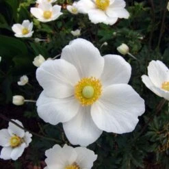 Anemone Sylvestris 7 Anemone Sylvestris -Verdelyn Sales x600 13211