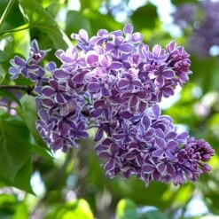 Syringa Vulgaris 'Sensation' -Verdelyn Sales x600 13308