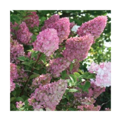 Hydrangea Paniculata Strawberry Sundae® -Verdelyn Sales x600 13330