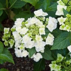 Hydrangea Macrophylla 'Wedding Gown' -Verdelyn Sales x600 13334