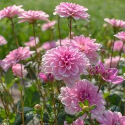 Dahlia 'Pink Perception' -Verdelyn Sales x600 13394