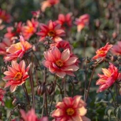 Dahlia 'Waltzing Mathilda' -Verdelyn Sales x600 13398