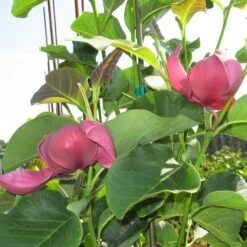 Magnolia 'Genie' -Verdelyn Sales x600 13434