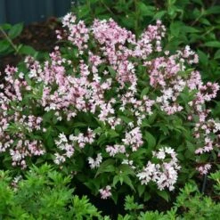 Deutzia Yuki Cherry Blossom® -Verdelyn Sales x600 13482