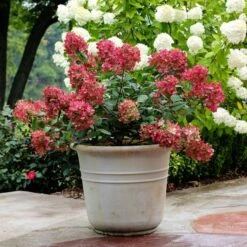 Hydrangea Paniculata Fire Light® -Verdelyn Sales x600 13536