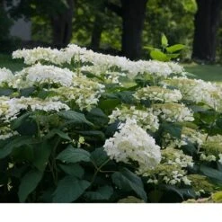 Hydrangea Arborescens 'Haas' Halo' 9 Hydrangea Arborescens 'Haas' Halo' -Verdelyn Sales x600 13541