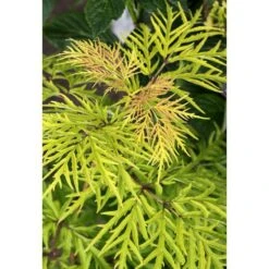Sambucus Racemosa Lemony Lace® -Verdelyn Sales x600 13579