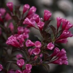 Weigela Florida Wine & Roses® -Verdelyn Sales x600 13596