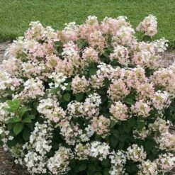 Hydrangea Paniculata Little Quick Fire® -Verdelyn Sales x600 13606