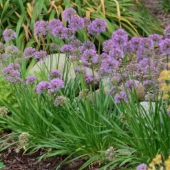 Allium 'Millenium' -Verdelyn Sales x600 13658