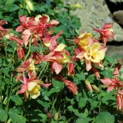 Aquilegia 'Swan Pink And Yellow' -Verdelyn Sales x600 13682