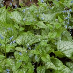 Brunnera Macrophylla 'Jack Frost' -Verdelyn Sales x600 13692