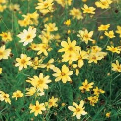 Coreopsis Verticillata 'Moonbeam' -Verdelyn Sales x600 13709