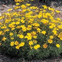 Coreopsis Verticillata 'Zagreb' -Verdelyn Sales x600 13711