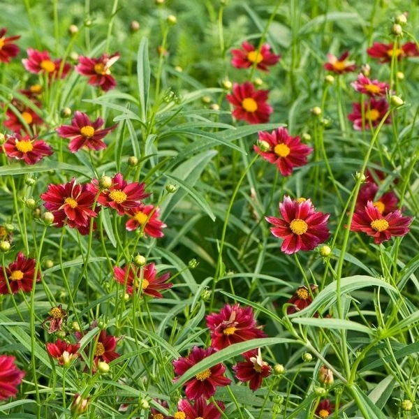 Coreopsis Big Bang™ 'Mercury Rising' 1 Coreopsis Big Bang™ 'Mercury Rising'