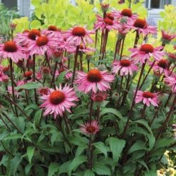 Echinacea Purpurea Prairie Pillars™ 'Merlot' -Verdelyn Sales x600 13726