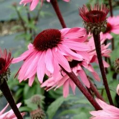 Echinacea Purpurea Prairie Pillars™ 'Merlot' -Verdelyn Sales x600 13727