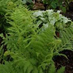 Athyrium Filix-femina - Lady Fern -Verdelyn Sales x600 13738