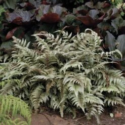 Athyrium Niponicum Var. Pictum - Japanese Painted Fern -Verdelyn Sales x600 13740