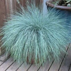 Ornamental Grass: Festuca Glauca Beyond Blue™ -Verdelyn Sales x600 13746