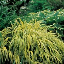 Ornamental Grass: Hakonechloa Macra 'Aureola' -Verdelyn Sales x600 13749