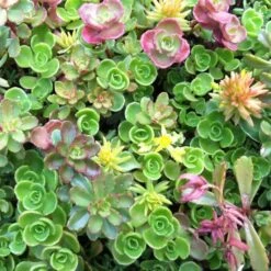 Sedum Tile® Color Splash -Verdelyn Sales x600 13798