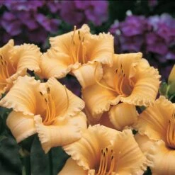Hemerocallis (Daylily) 'Apricot Sparkles' - Reblooming -Verdelyn Sales x600 13862