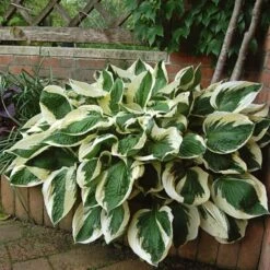 Hosta 'Patriot' -Verdelyn Sales x600 13935