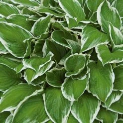 Hosta 'Patriot' -Verdelyn Sales x600 13936