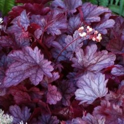 Heuchera 'Shanghai' -Verdelyn Sales x600 13955