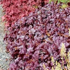Heuchera 'Shanghai' -Verdelyn Sales x600 13956