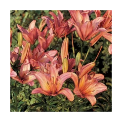 Extended-Season Lily Mix -Verdelyn Sales x600 13966