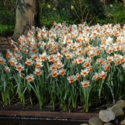 Narcissus 'Chromacolor' -Verdelyn Sales x600 14089