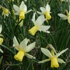 Narcissus 'Sailboat'