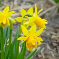 Narcissus 'Tête Bouclé' -Verdelyn Sales x600 14145