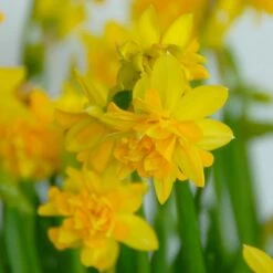 Narcissus 'Tête Bouclé' -Verdelyn Sales x600 14146