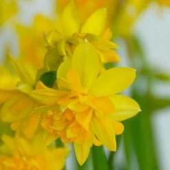 Narcissus 'Tête Bouclé' -Verdelyn Sales x600 14147