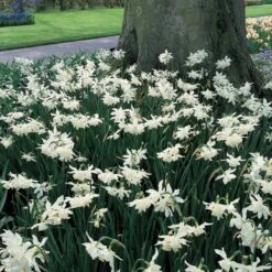 Narcissus 'Thalia' -Verdelyn Sales x600 14150