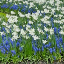 Narcissus 'Thalia' -Verdelyn Sales x600 14151