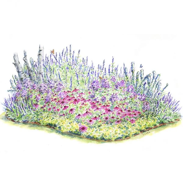 Pollinator Garden For Sun 2 Pollinator Garden For Sun - Image 2