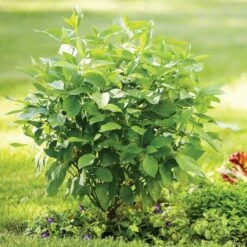 Cornus Stolonifera Arctic Fire® Red