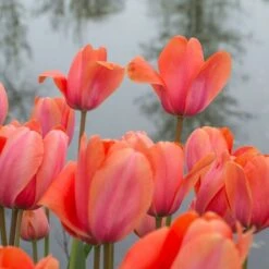 Tulip 'Apricot Impression' -Verdelyn Sales x600 14174