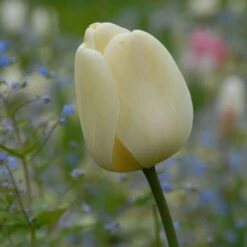 Tulip 'Ivory Floradale' -Verdelyn Sales x600 14261