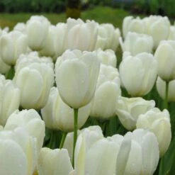 Tulip 'Ivory Floradale' -Verdelyn Sales x600 14262