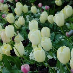 Tulip 'Ivory Floradale' -Verdelyn Sales x600 14263