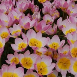 Tulip Bakeri 'Lilac Wonder' -Verdelyn Sales x600 14271